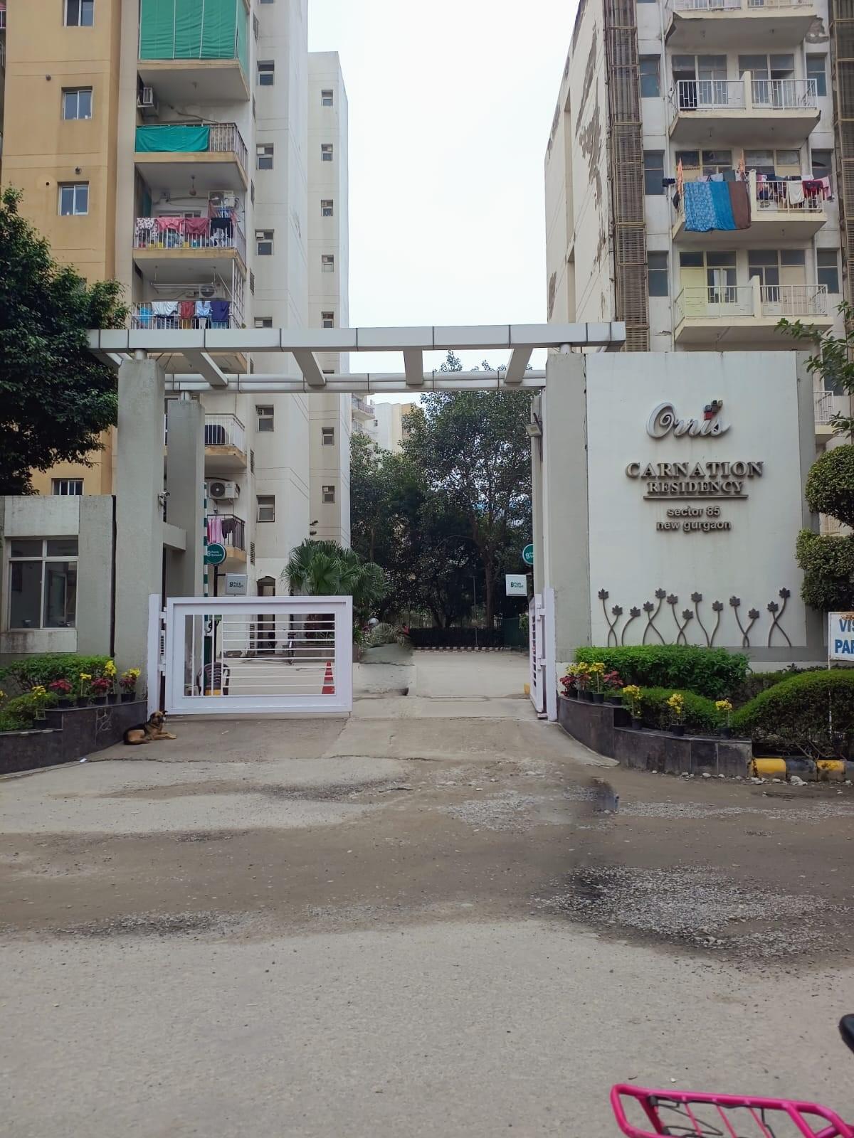 Orris Carnation - Image 30