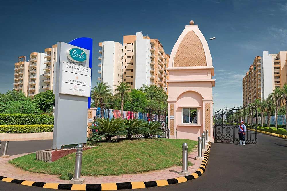 Orris Carnation - Image 29