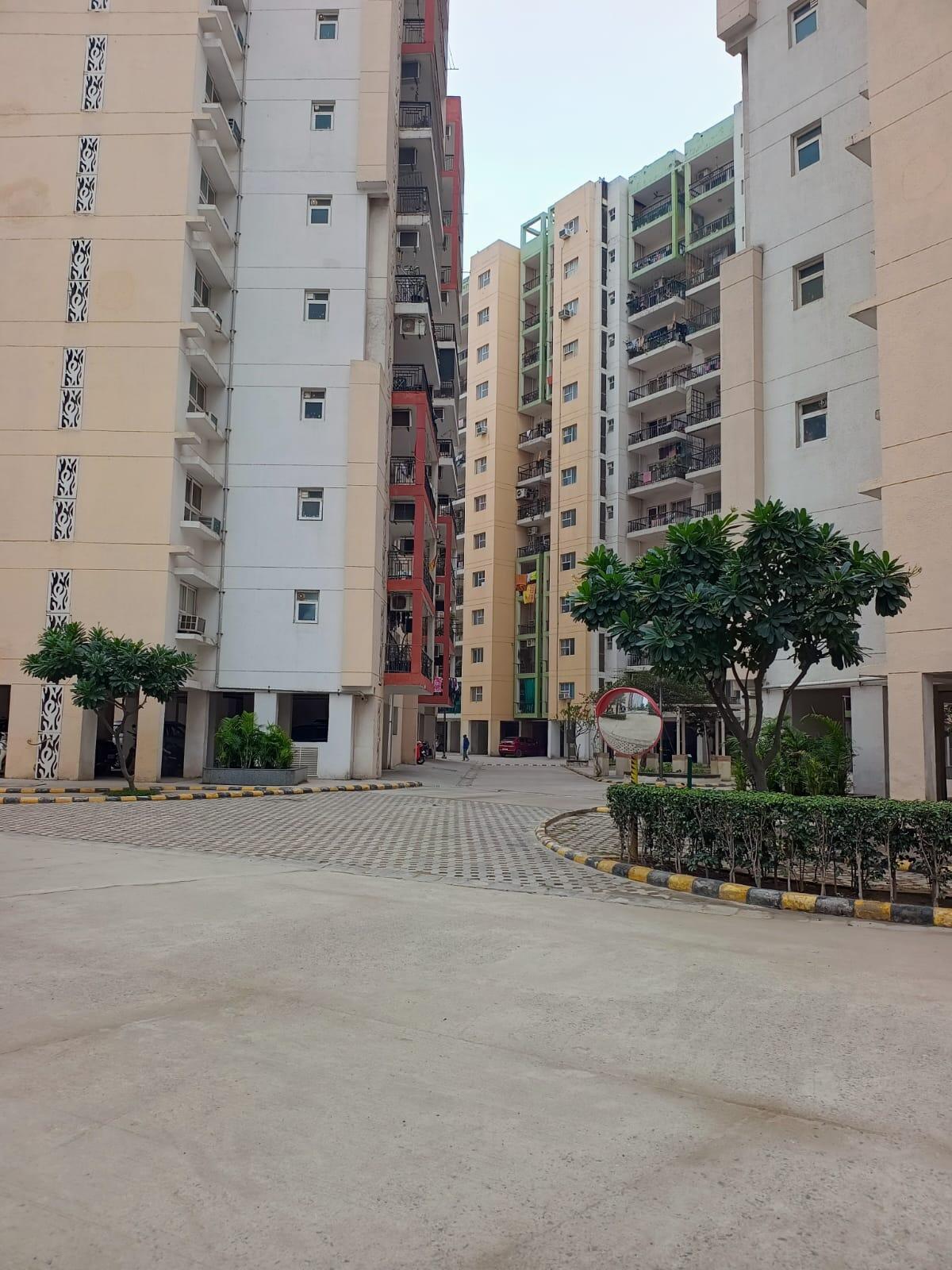 Orris Carnation - Image 14